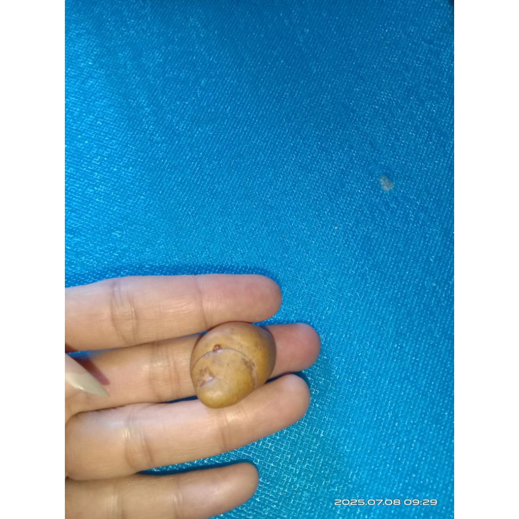 Kol Buntet Asli Alami tua