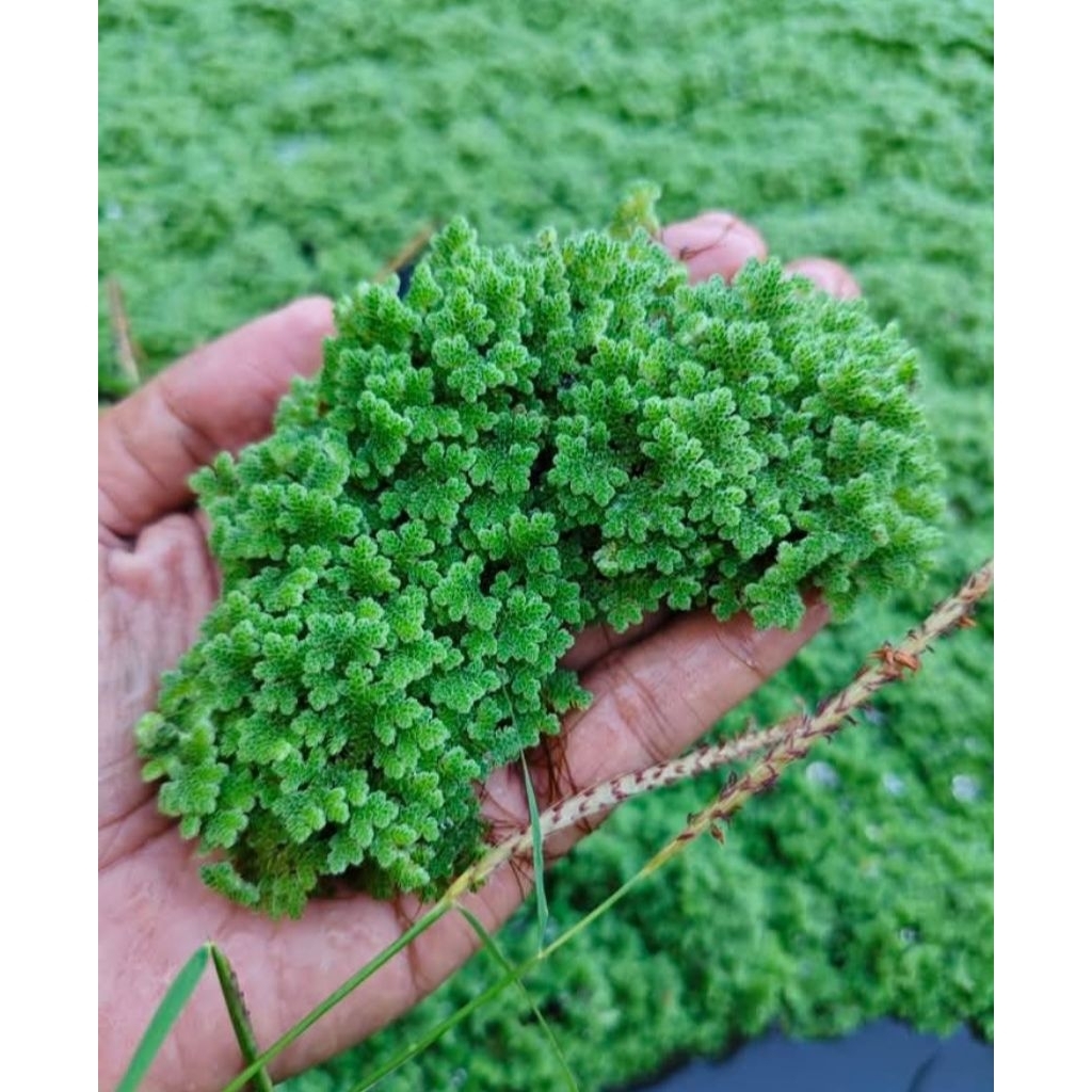 PROMO 2 kg azolla (TERMURAH) AZOLLA AZOLLA AZZOLA AZOLLA PAKAN ALTERNATIF IKAN DAN UNGGAS