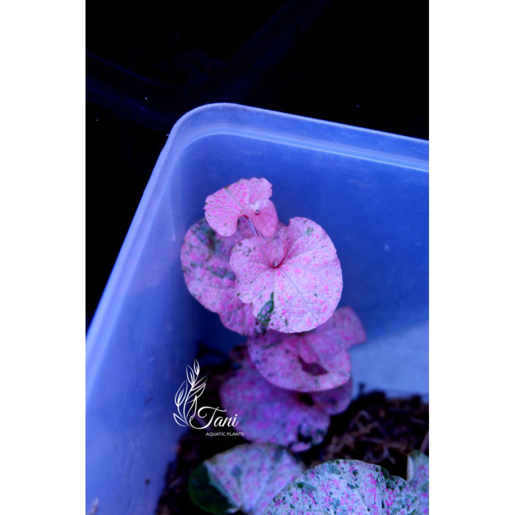 Piper sp nabire variegata