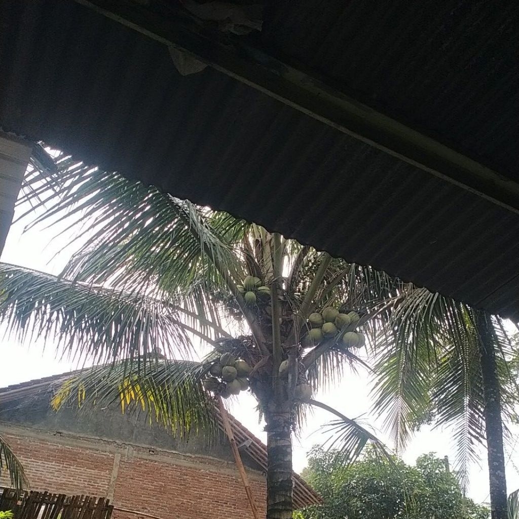 

kelapa bumbu