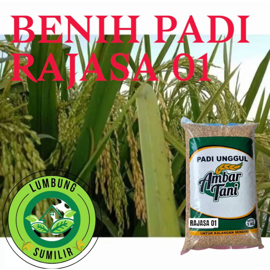 BENIH PADI RAJASA 01 KEMASAN 5KG