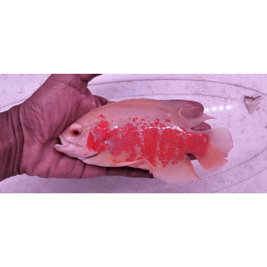 OSCAR TIGER ALBINO GRADE A GOOD MARKING SIZE FIX 17-18 CM ( 4 JARI ) GARANSI HIDUP