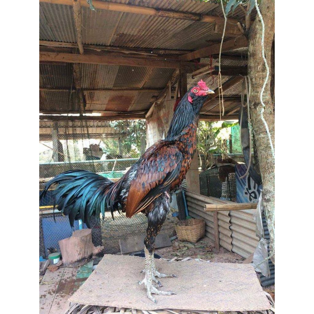 

paket hemat 8 telur ayam Mangon Fertil siap untuk ditetaskan