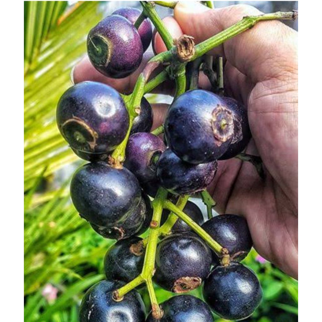 

Buah kupa gowok per kg