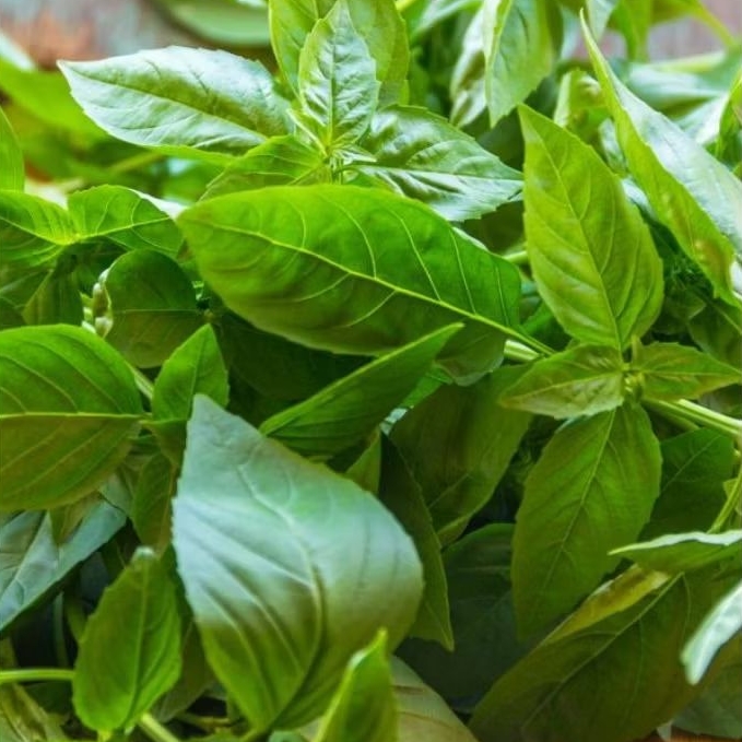 

INSTAN KOTA JAMBI Daun Kemangi per ikat
