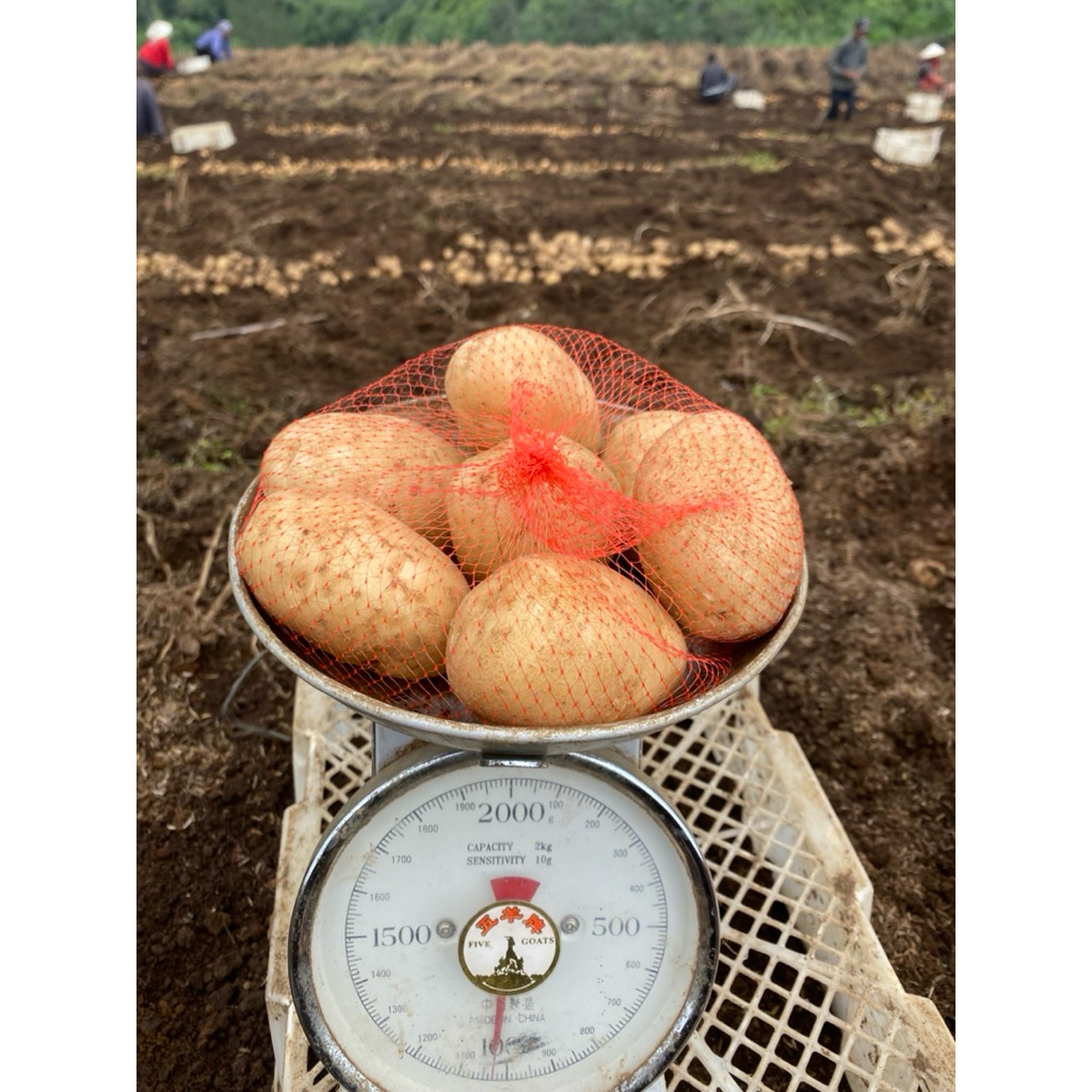 

KENTANG DIENG - BESAR 1 kg isi 5 - 9 biji