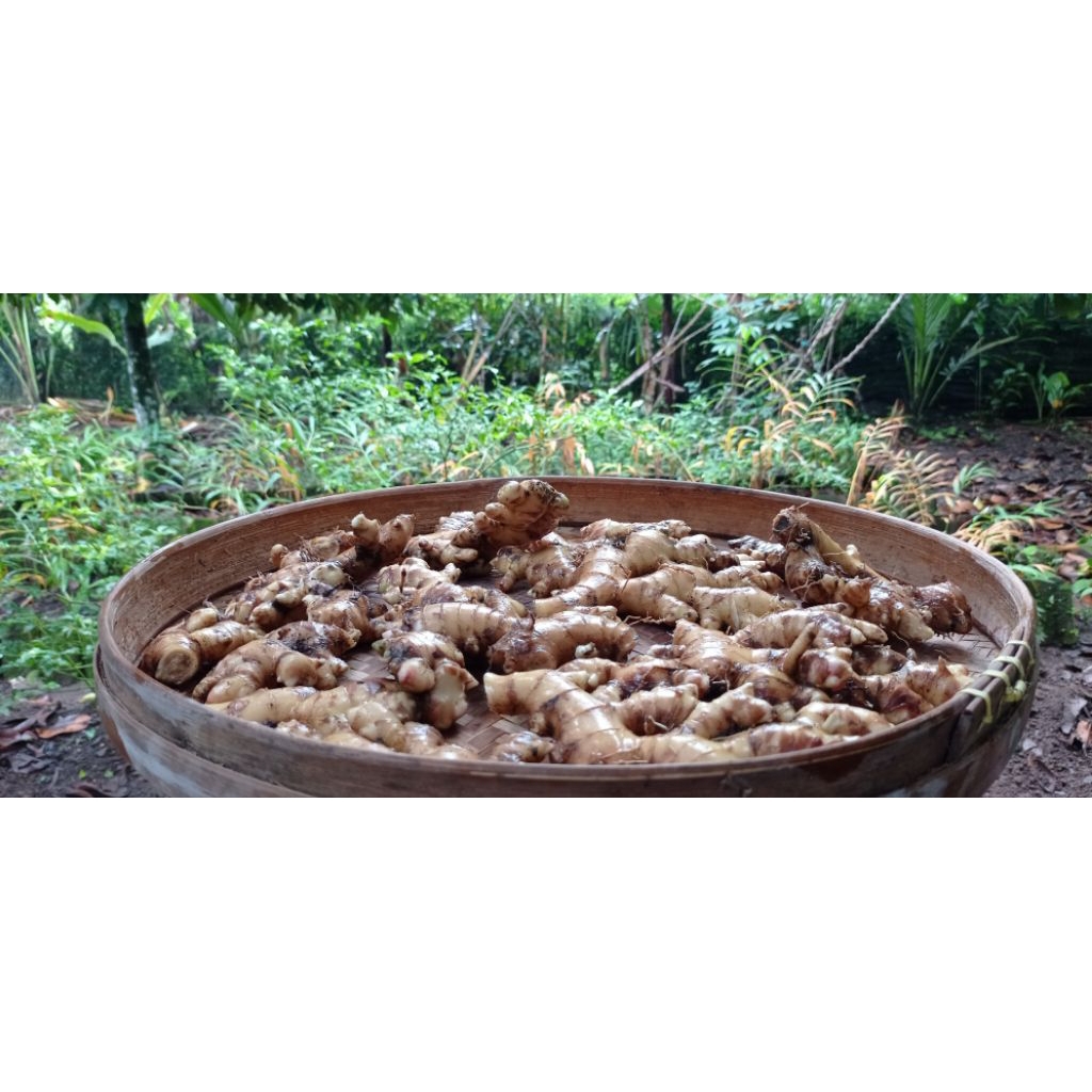 

Jahe Gajah Segar
