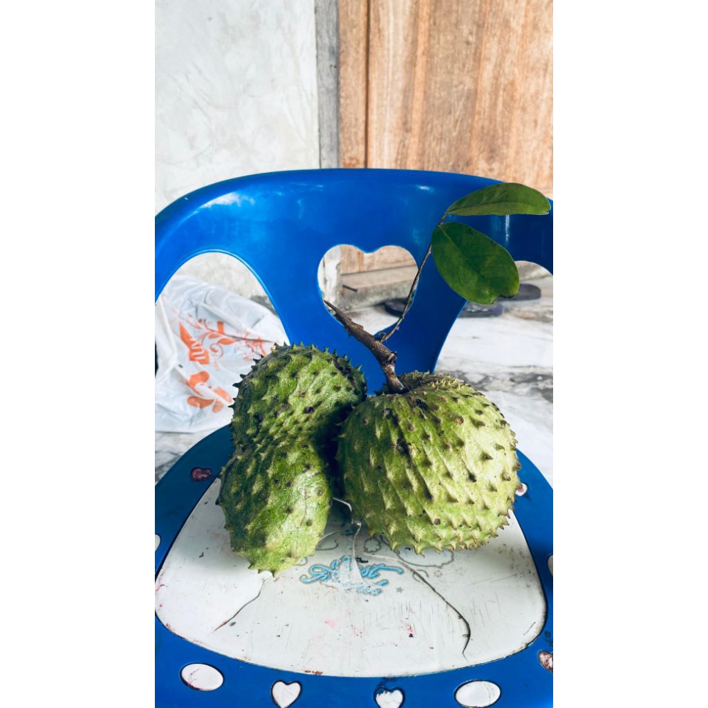 

Buah Sirsak/Nangka Belanda/Durian Belanda