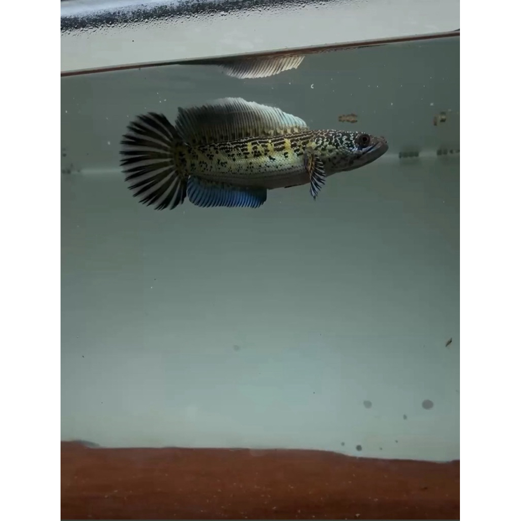 Channa Auranti 18-20cm