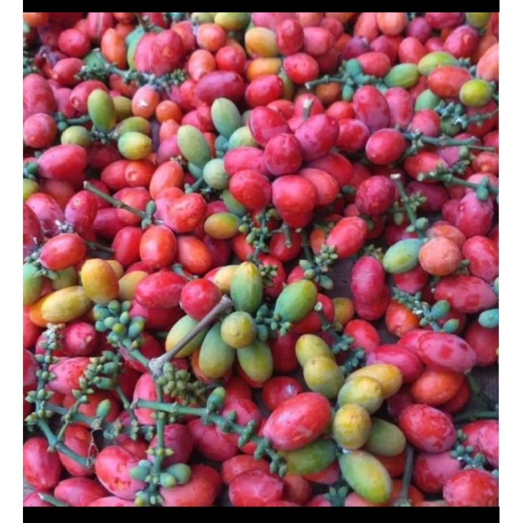 

melinjo utuh fresh 1 kg