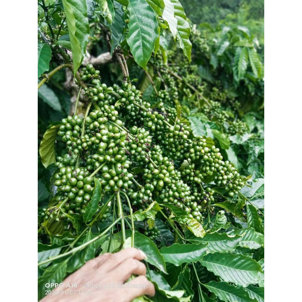 BIBIT KOPI ROBUSTA SIAP TANAM