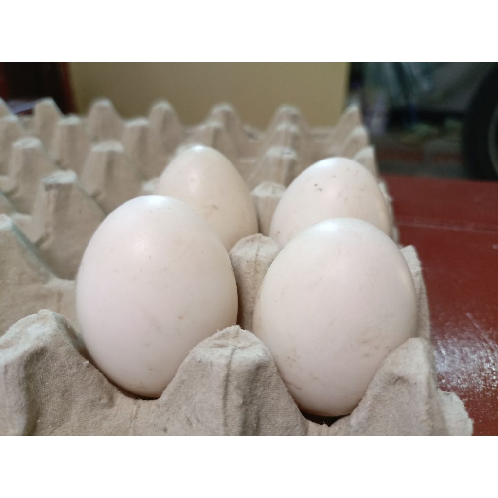 

Telur Entok Segar Ukuran Besar – Fresh Mentah dari Peternakan