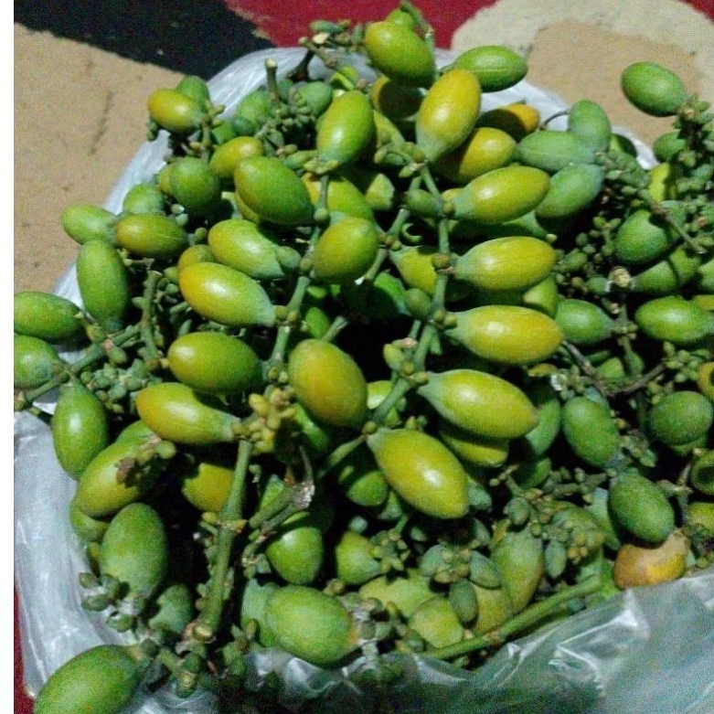 

Buah Tangkil Atau Melinjo Segar Fresh 1 KG