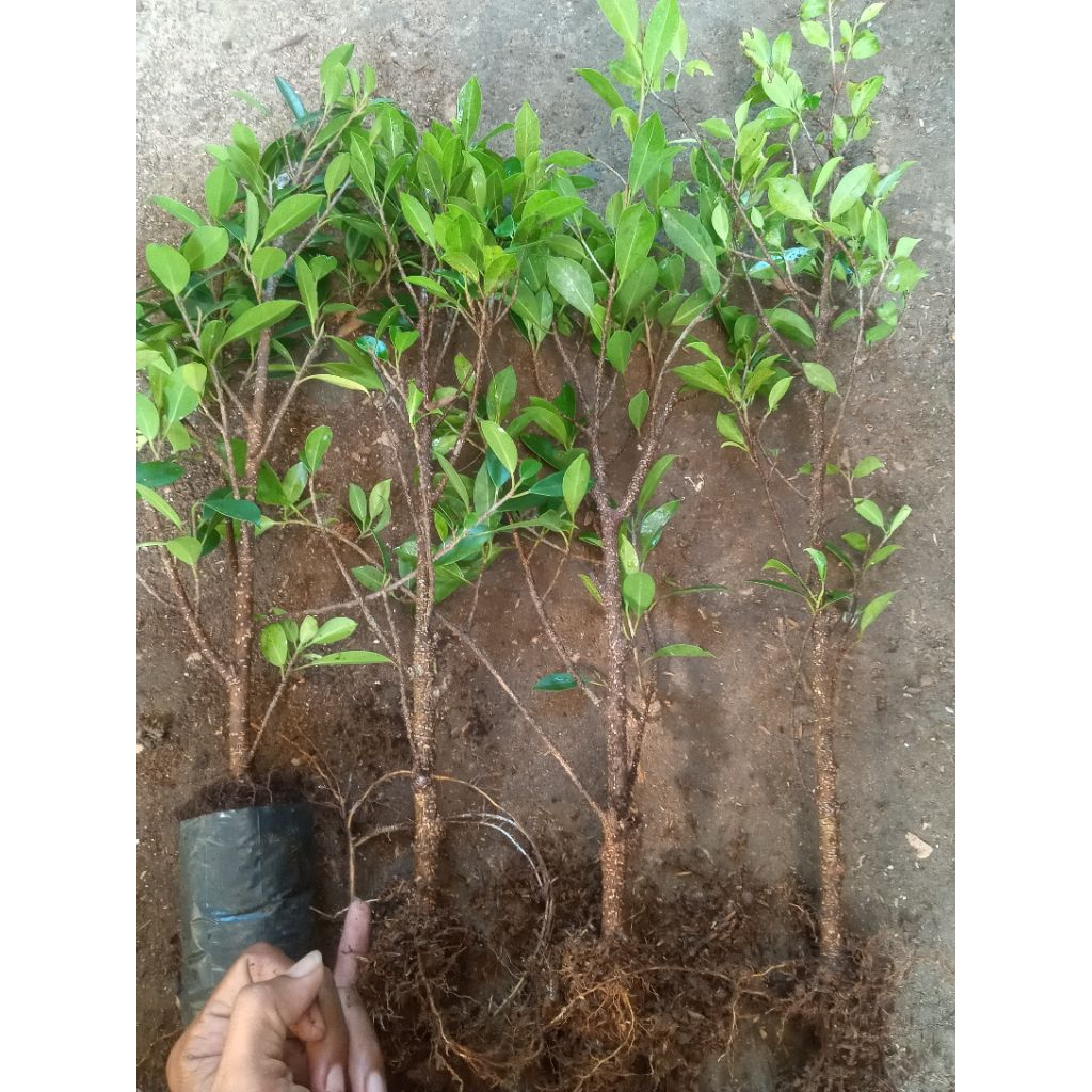 kimeng rawatan ukuran kelingking roko jarum