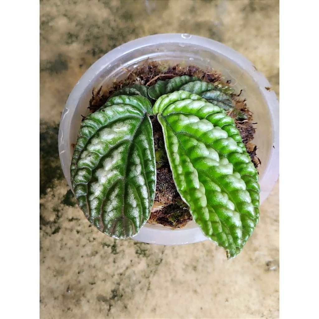 Begonia sp terbaru