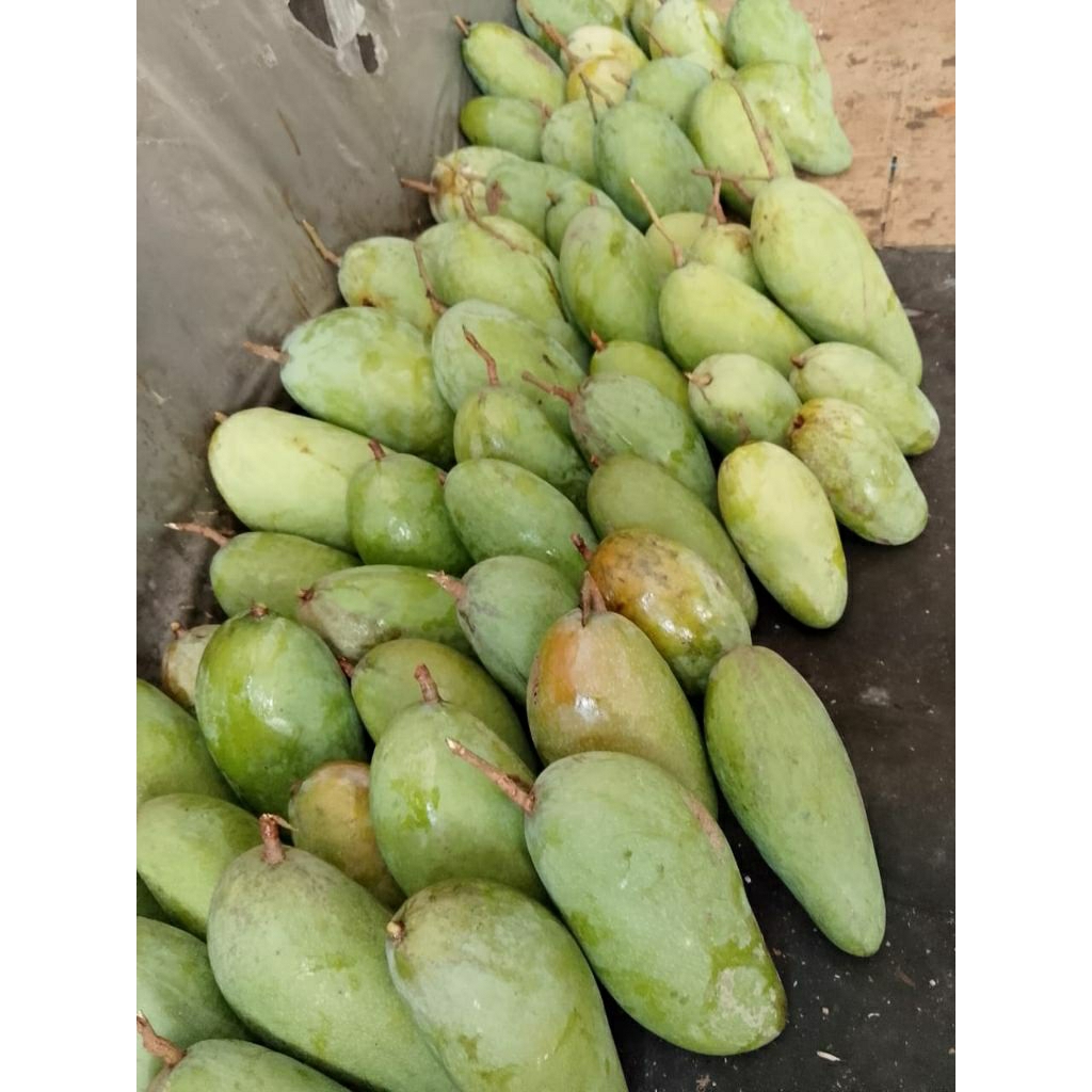 

Mangga muda Kiojay 800-850Gram (isi 1-2 pcs)+Sambal Kering