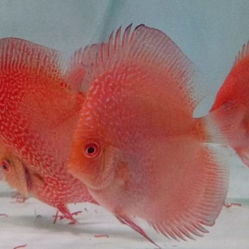 Discus aquascape / Discus Pigeon snake kualitas terbaik