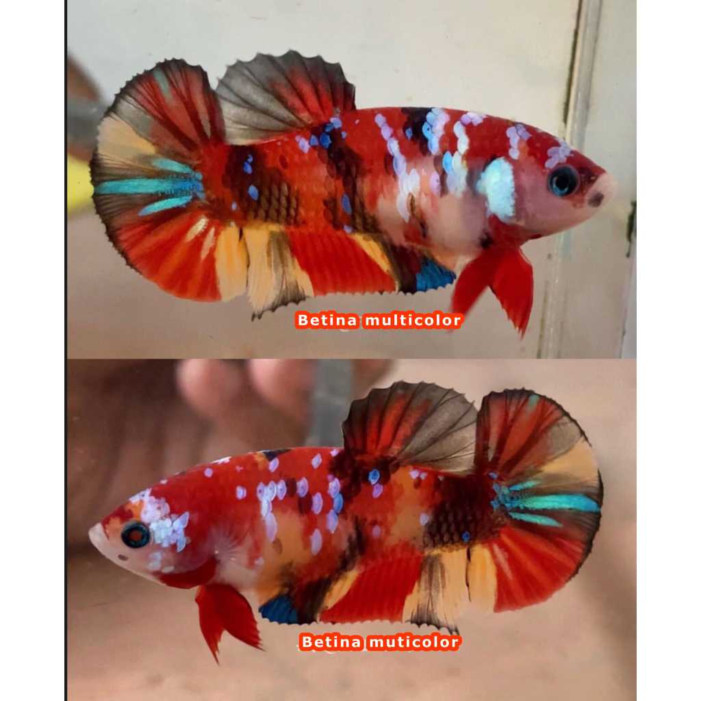 ikan hias Cupang multy Betina Multicolor Sehat dan bagus