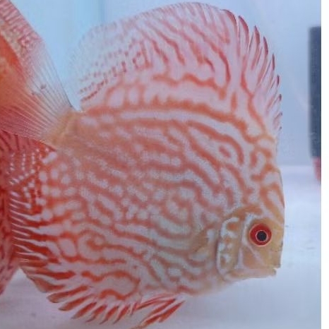 Discus Aquascape / Discus red Turquoise kualitas terbaik