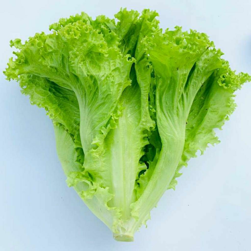 

selada bokor selada kriting segar asli ciwidey