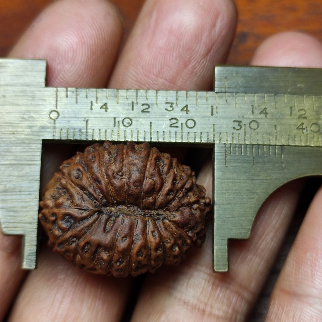 LIONTIN RUDRAKSHA MUKHI 17 BIG SIZE 20 MM X 27 MM