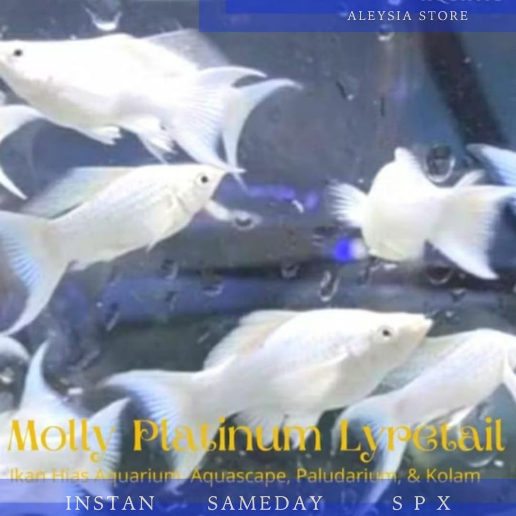 Molly Platinum Lyretail (Ekor Cagak) Hiasan Aquarium Aquascape Dan Kolam