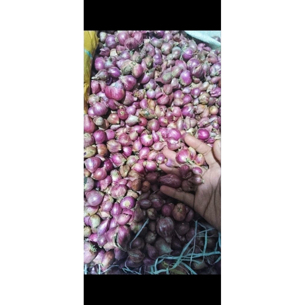

BAWANG MERAH Probolinggo 1KG ukuran mix mayoritas JUMBO