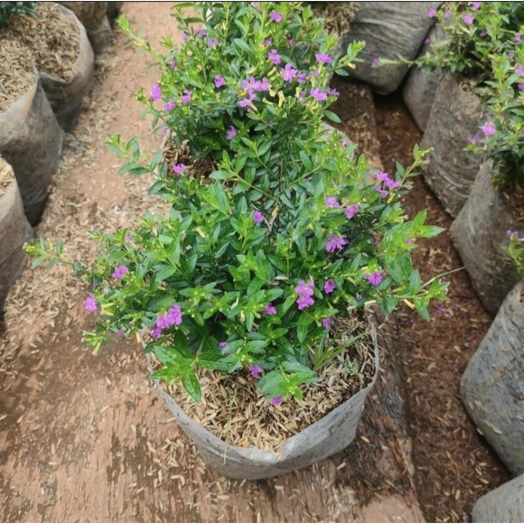 Pohon Taiwan Beauty Bunga Ungu Tanaman Hias Taiwan Beauty Ungu