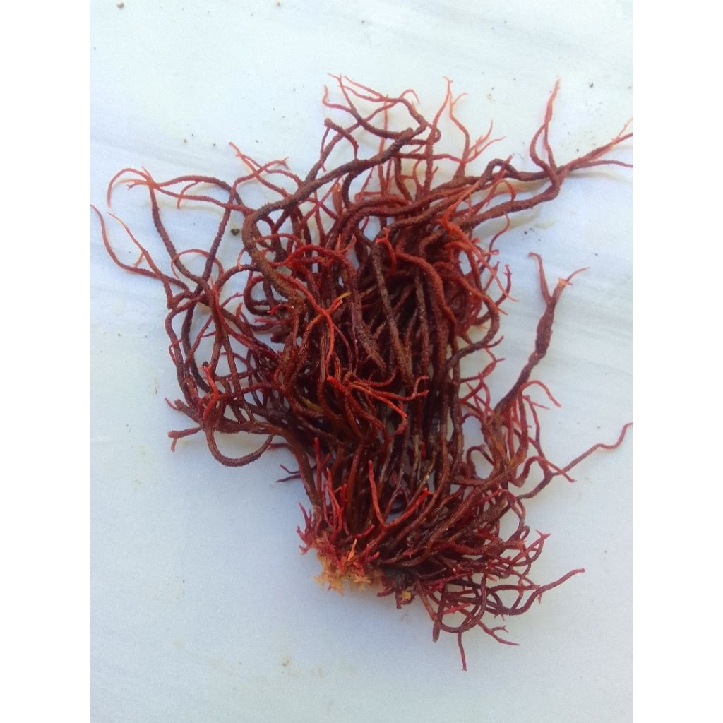 

rumput laut merah kering 1kg alga jenis alga merah masih terdapat bongol