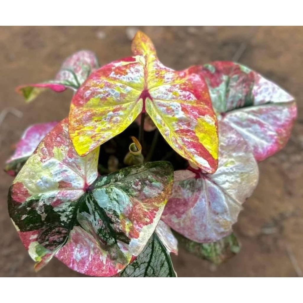 caladium ORI biji Thailand series