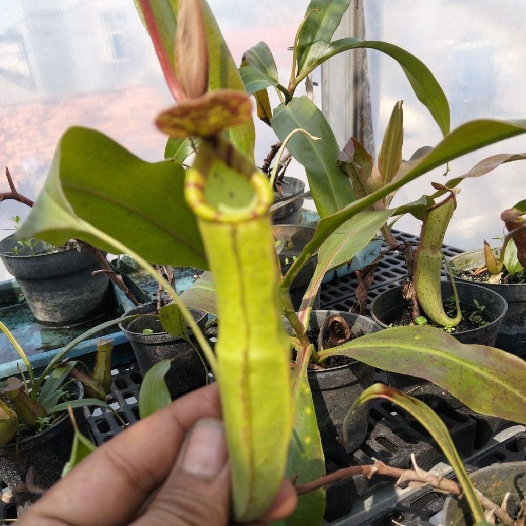 viking v Miranda/nepenthes/tanaman karnivora/kantong Semar/tanaman hias