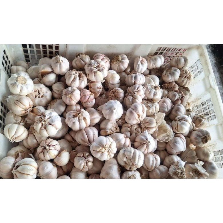 

Bawang Putih Kemasan 500g