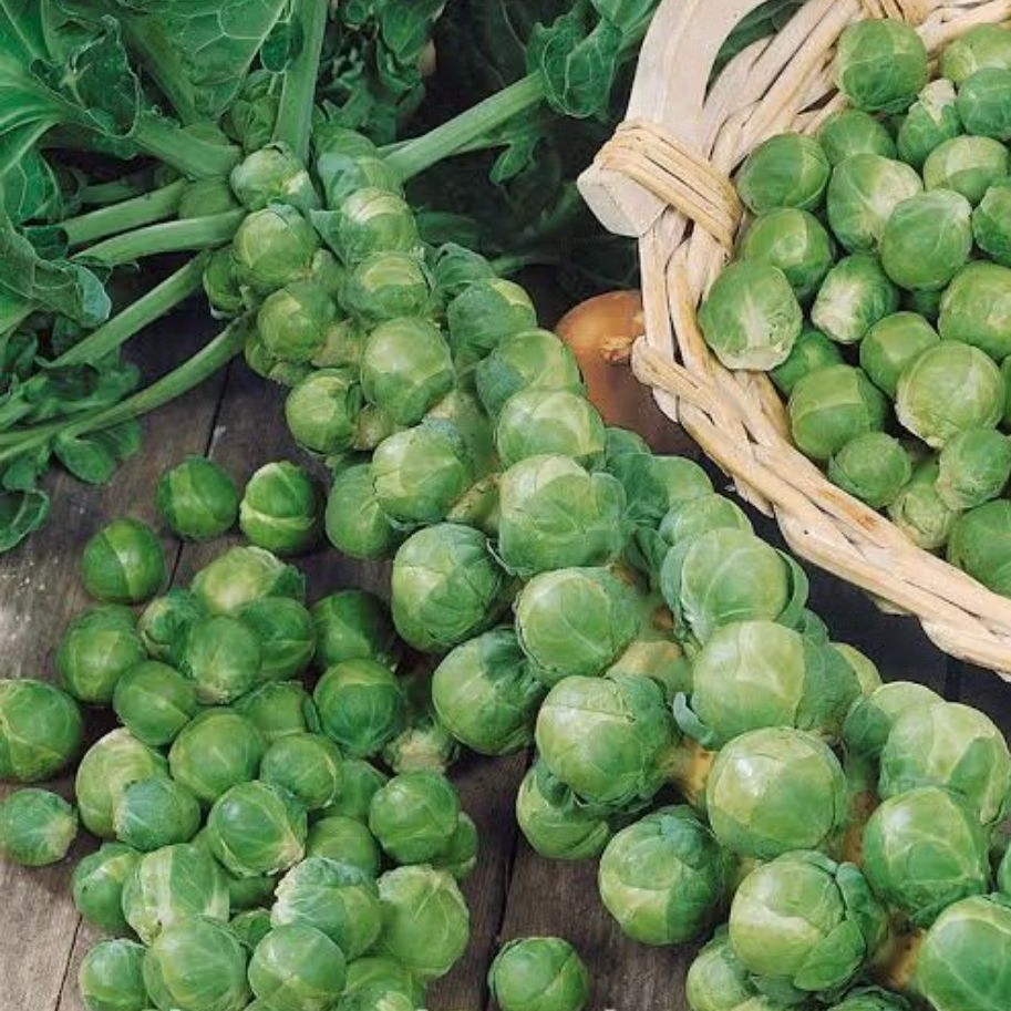 6 biji benih / bibit brussels kubis mini repack bibit kubis mini repacking benih kol mini medan