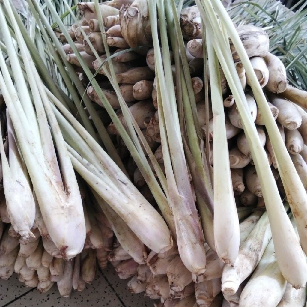 

Sereh Lokal Pilihan Fresh 1 KG