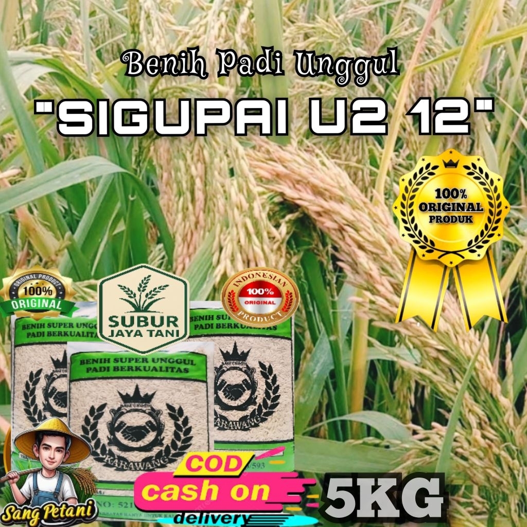 (5KG) Benih Padi SIGUPAI U2 12 Bibit Padi Unggul Padinya Para Petani