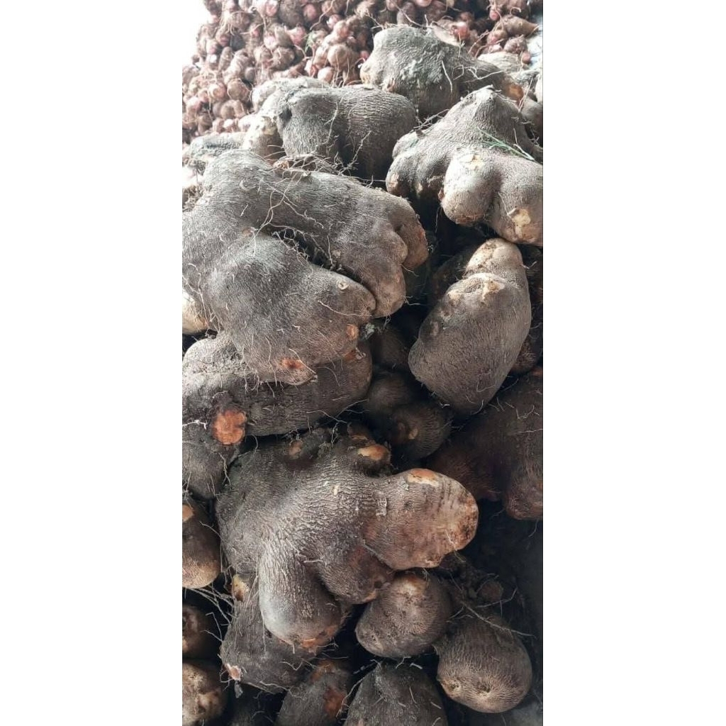 

uwi mentah 1 kg