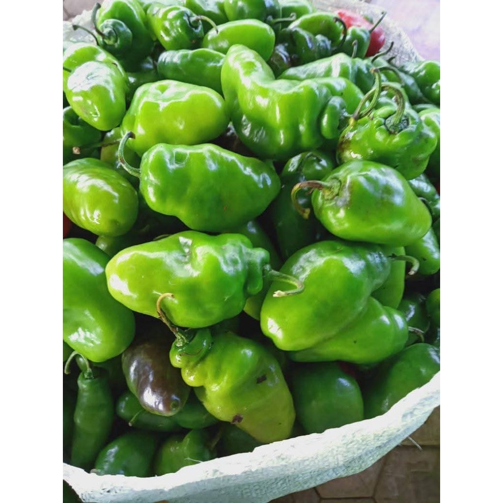 

Cabai gendot Ciwidey 1kg