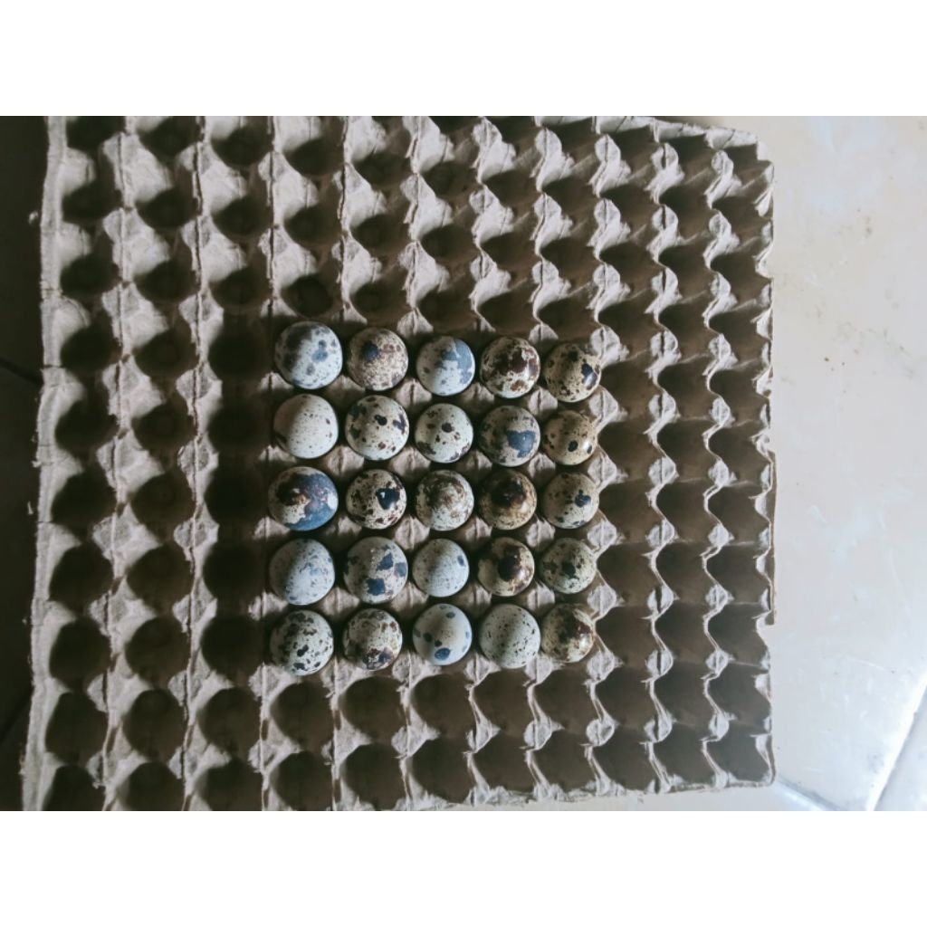 

25 butir telur puyuh fresh