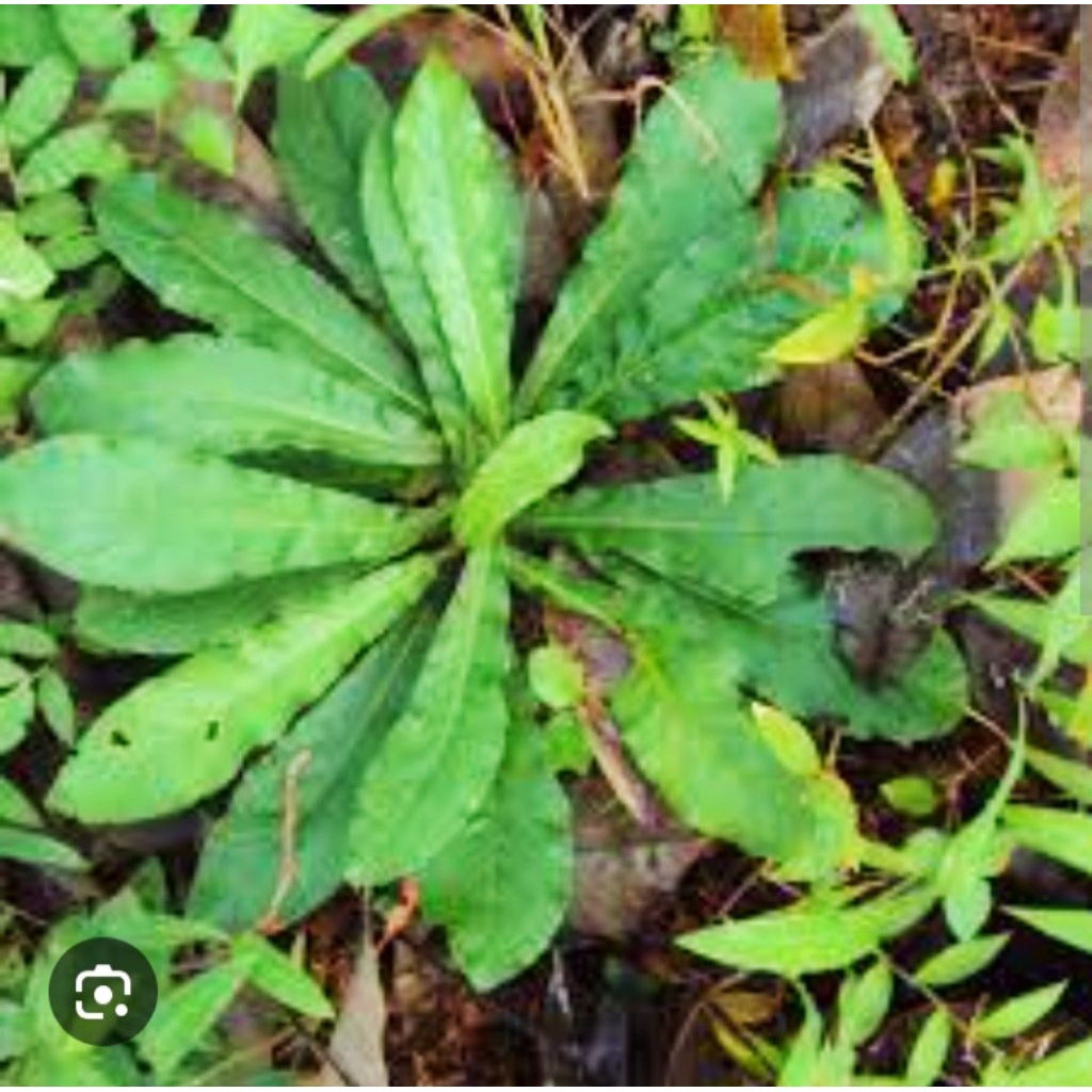 

Tapak Liman Tanaman herbal banyak khasiatnya