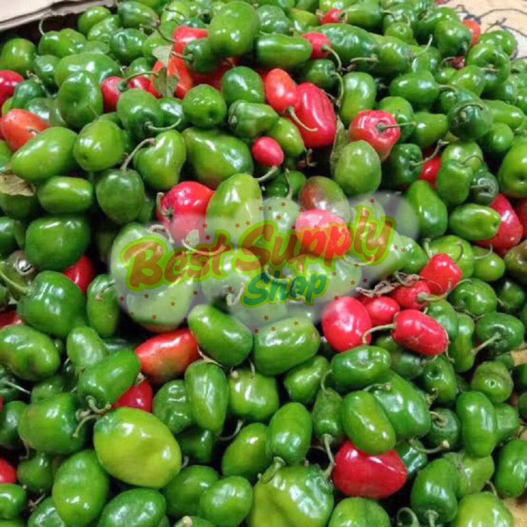 

Cabe gendut cabe gendot cabe bendot cabe viral