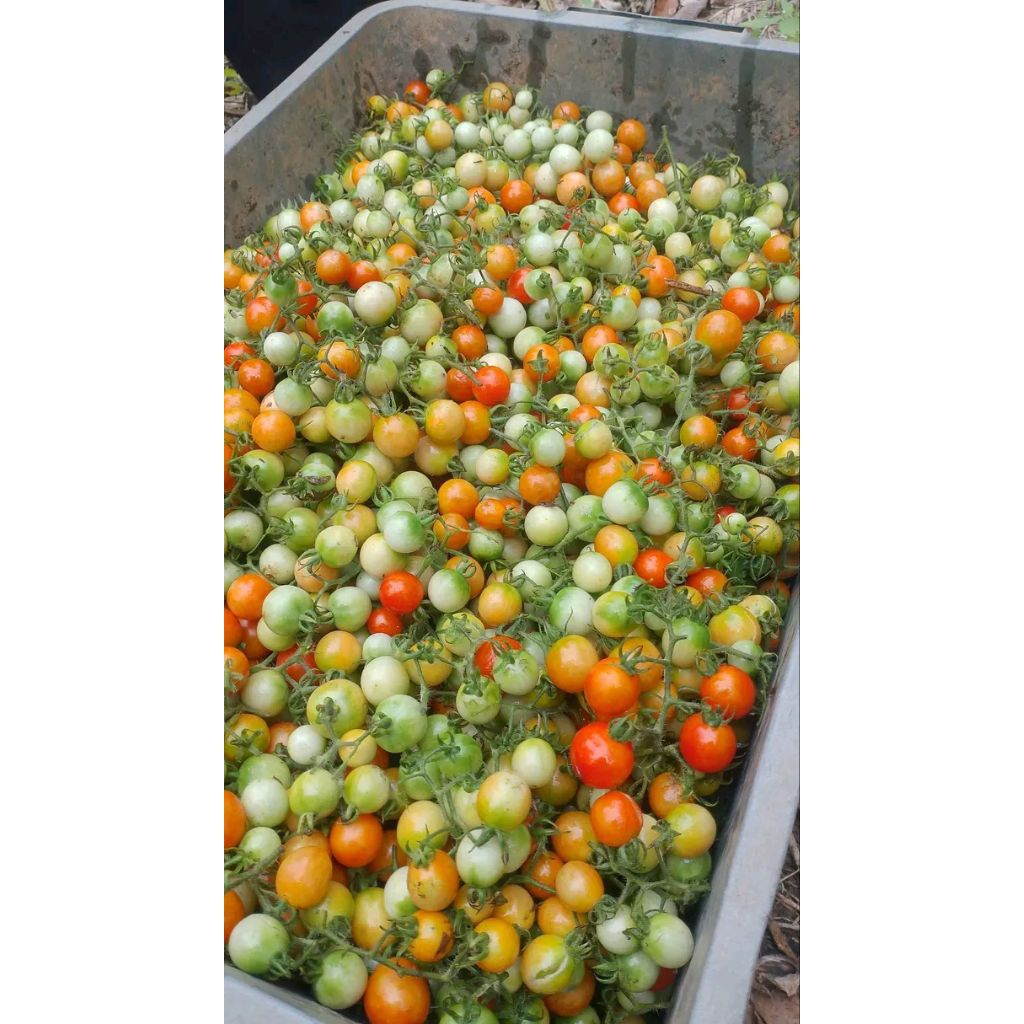 

readystock rampai/tomat kecil lampung 1kg murah terlaris paling banyak dicari