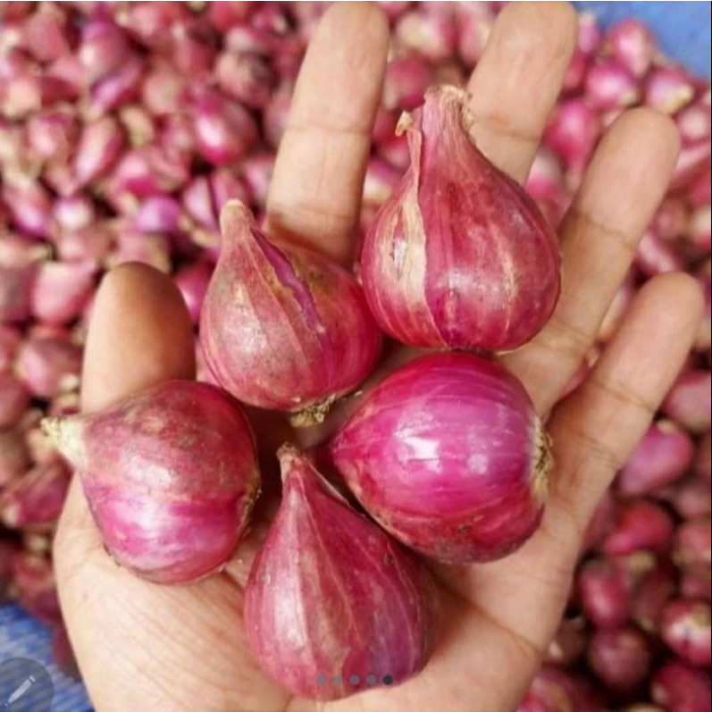 

40RIBU 1KG BAWANG MERAH LOKAL GREAD A ORI 1KG//BRAMBANG MURAH//BAWANG MERAH MURAH