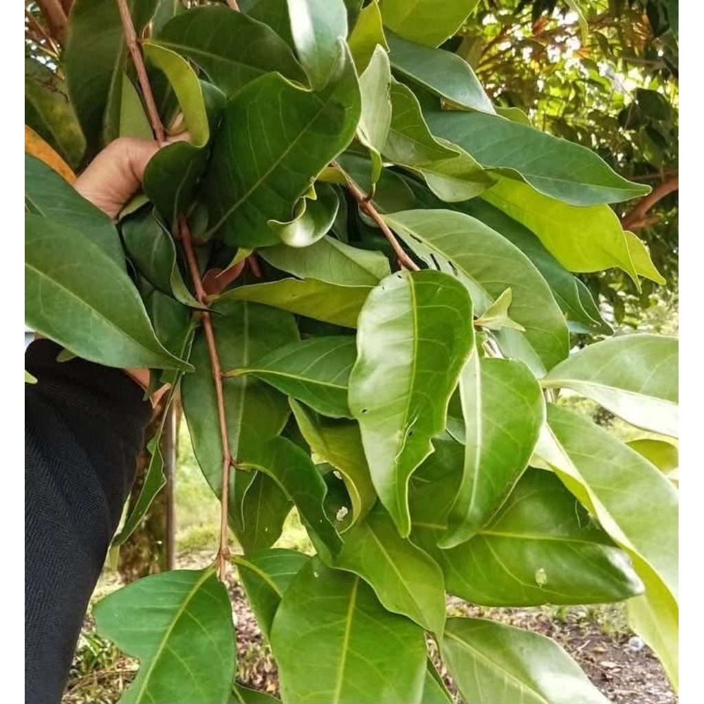 

Daun Salam segar langsung petik