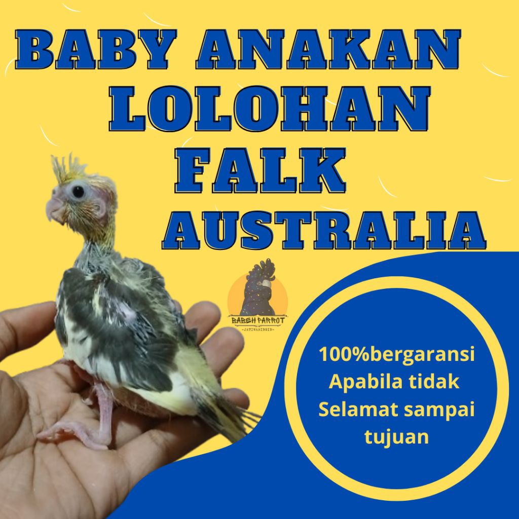 baby falk parkit australia anakan