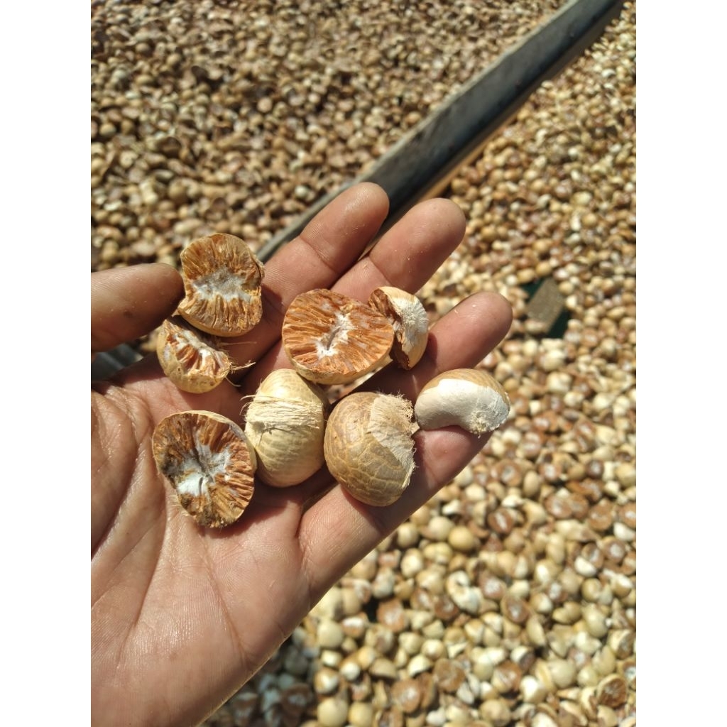 

PINANG BELAH SUPER/JAMBE tua belah Kalimantan termurah