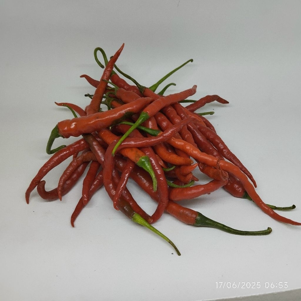 

Cabai keriting merah - lokal