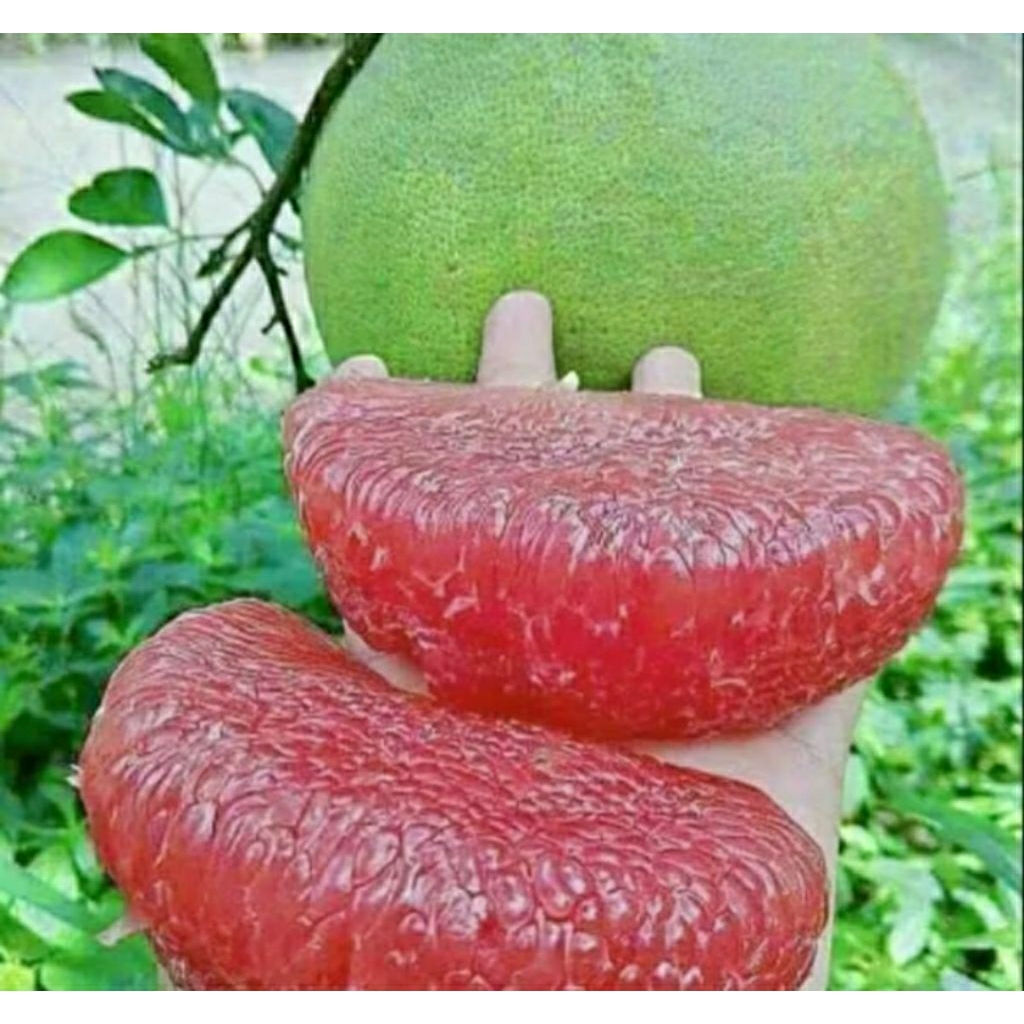 Bibit Jeruk Pamelo Madu Manis