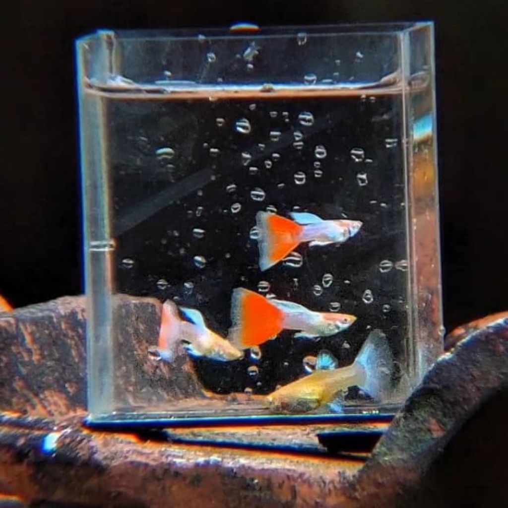 hiasan aquarium guppy SKY RED