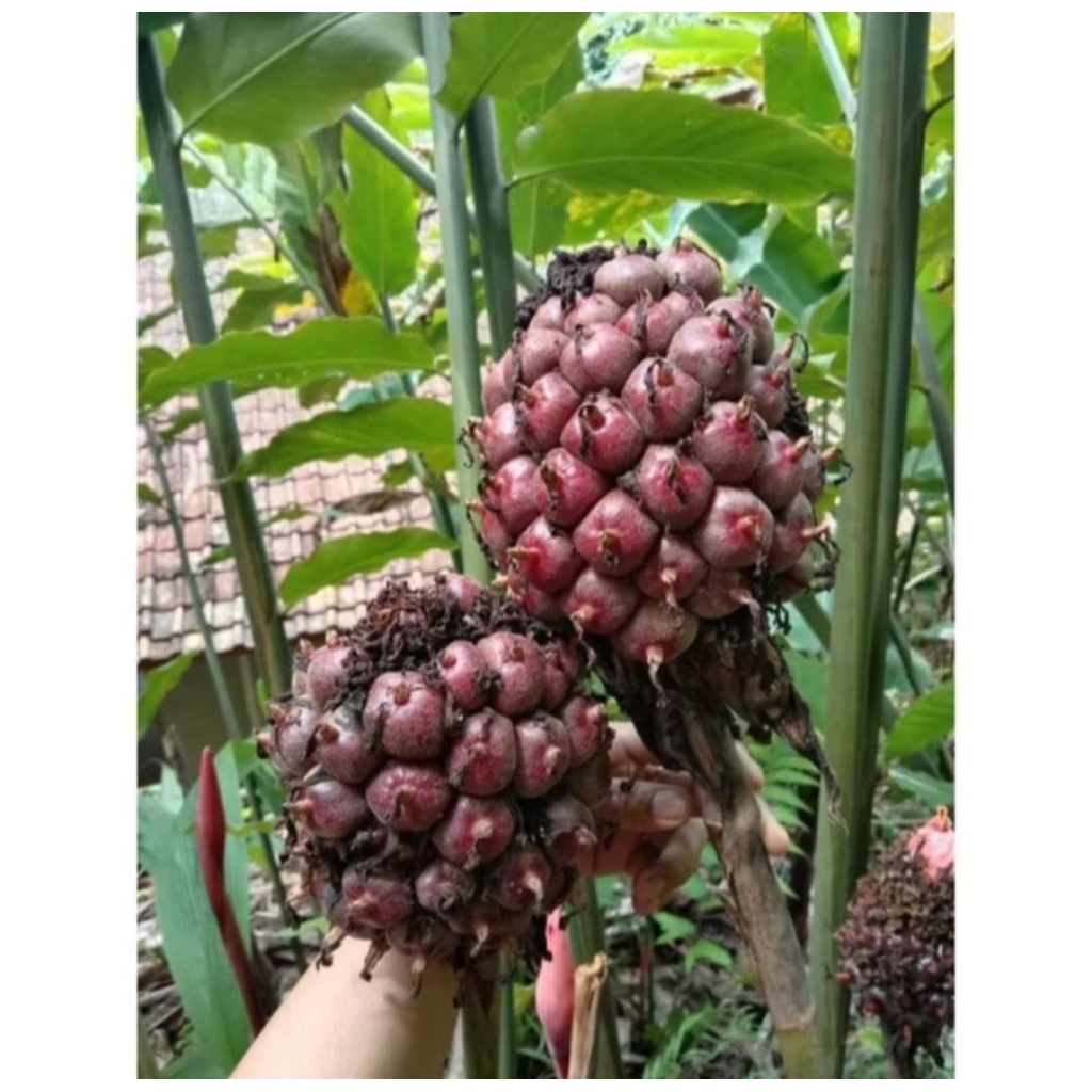 

Buah Honje Laka Merah 1kg Fresh
