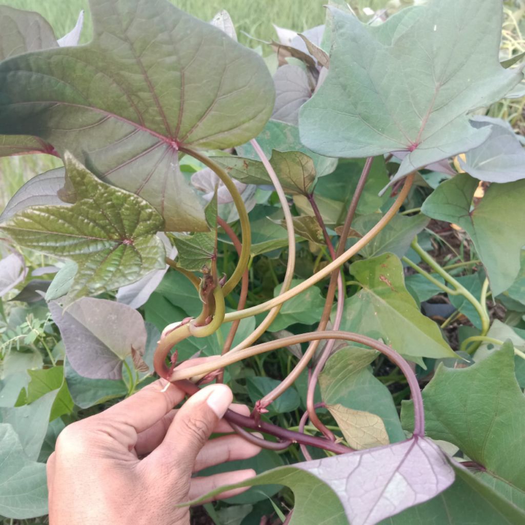 

Daun umbi jalar umbi ungu segar 200 gram